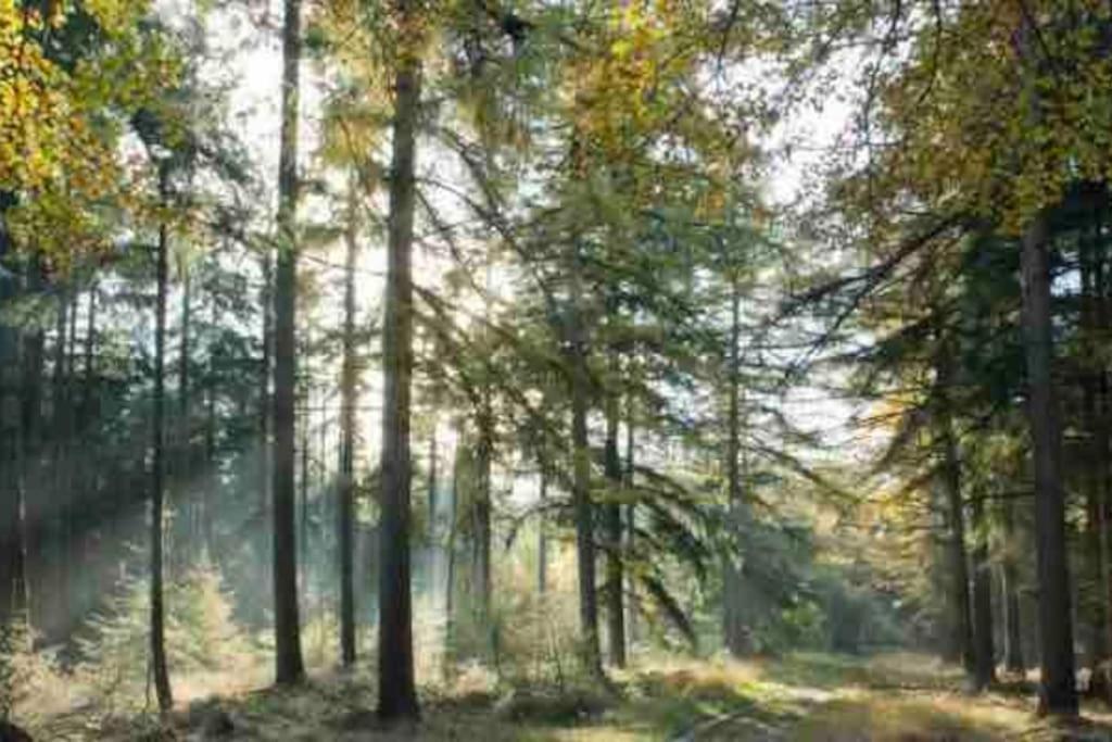 Chalet Midden In De Natuur! 앵루 외부 사진